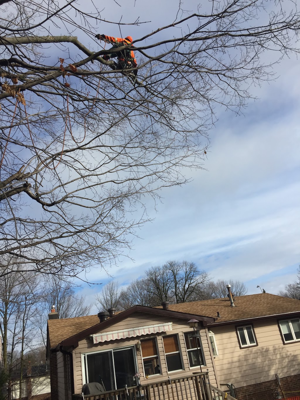 Tree North Inc. | 11 The Granite Bluff, Bracebridge, ON P1L 1L4, Canada | Phone: (705) 221-6860