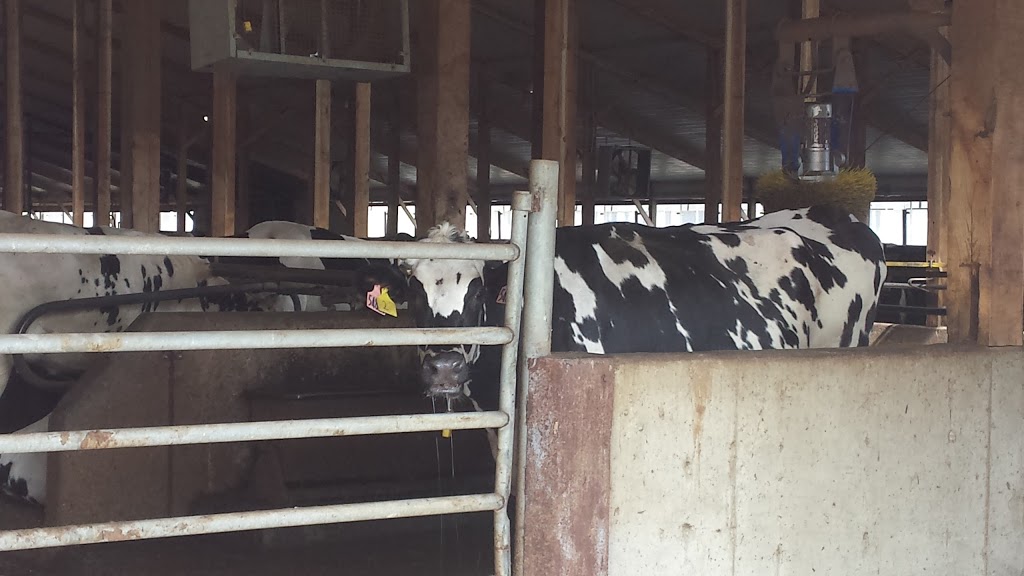 Thamar Farms Limited | 425055, Range Rd 252, Ponoka, AB T0C 0Y0, Canada | Phone: (403) 783-8784