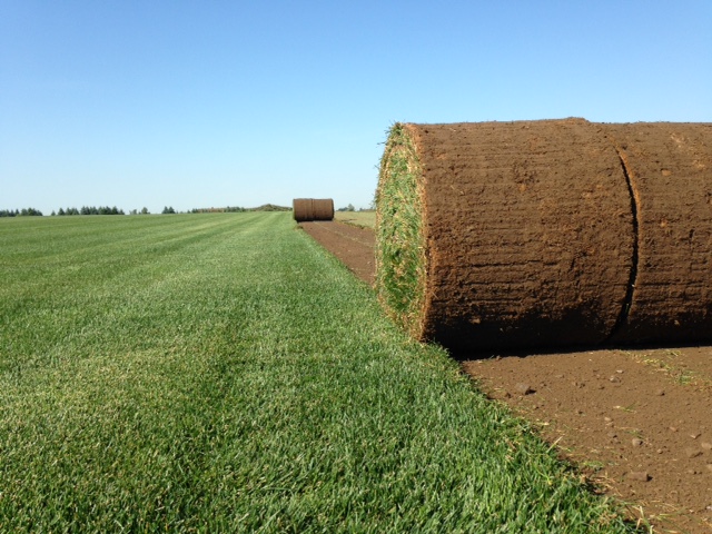 Vissers Sod Farm | 5495 Enfield Rd, Hampton, ON L0B 1J0, Canada | Phone: (905) 263-2126