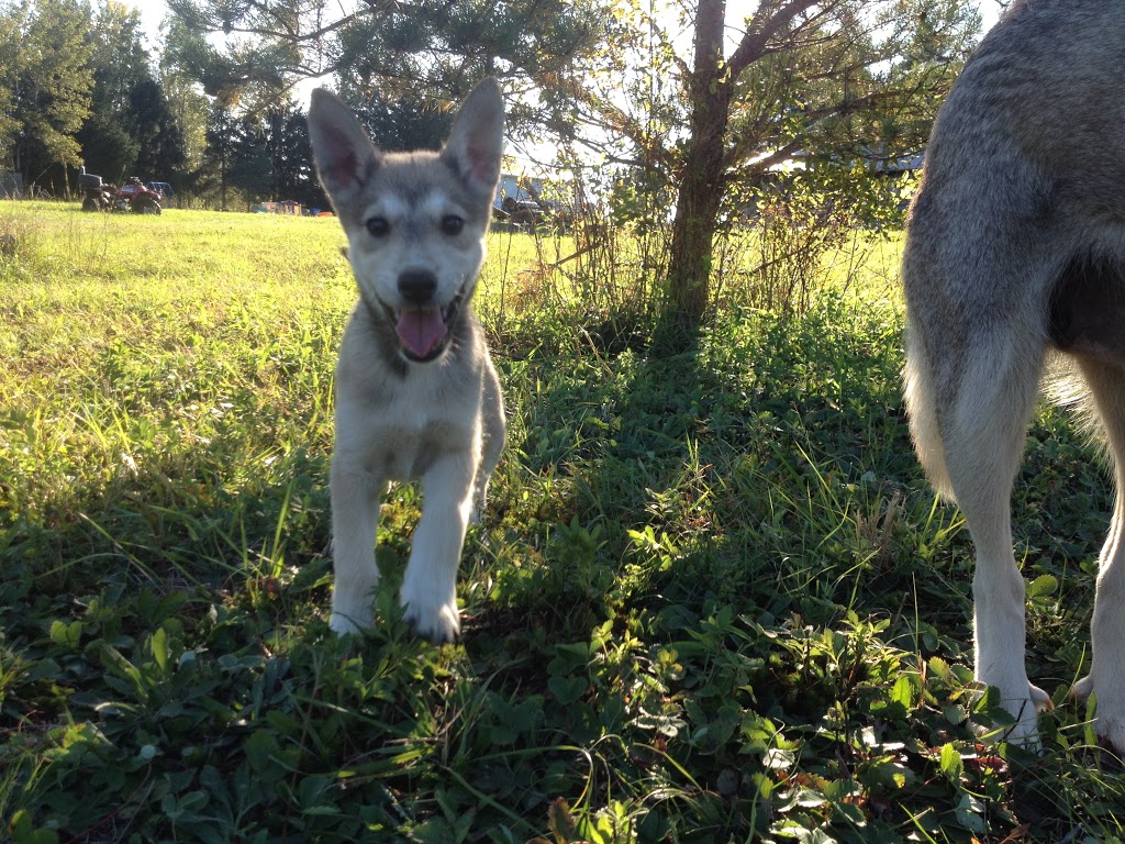 Gipsy Aventure - Traîneaux à chiens | 400 Rang William, Notre-Dame-de-la-Paix, QC J0V 1P0, Canada | Phone: (819) 592-4922