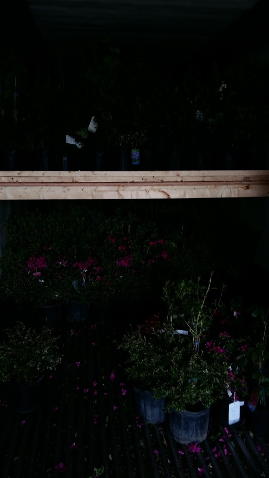 Bickerstaffe Nurseries & Gardens | 131 Witch Hazel Rd, Portugal Cove-St. Philips, NL A1M 3N3, Canada | Phone: (709) 895-3701