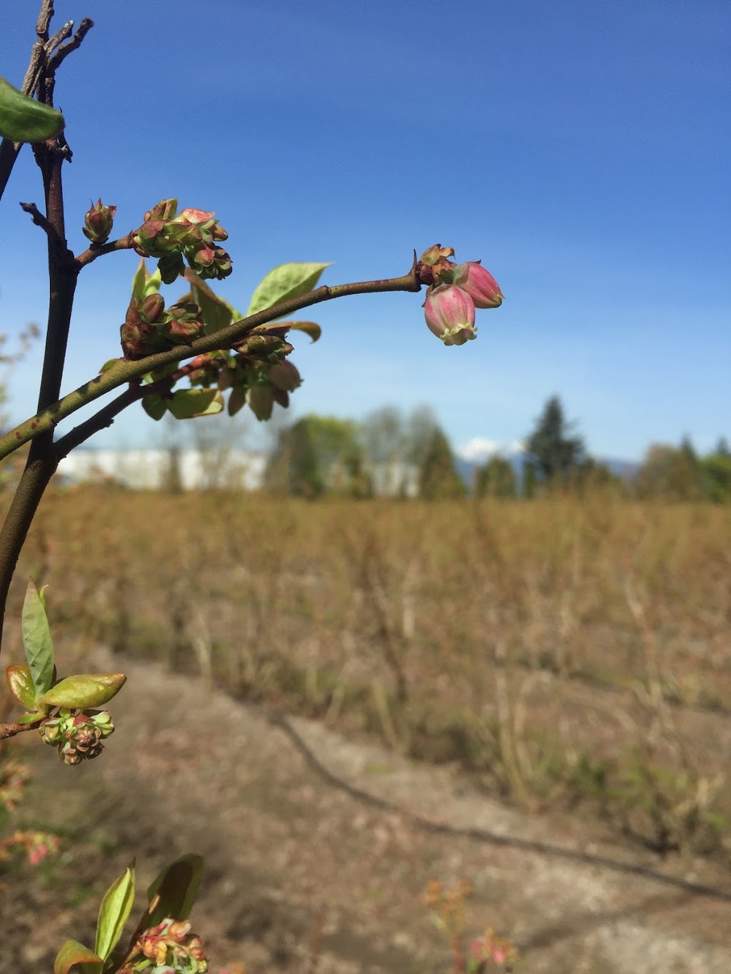 Meadow Berry Farms | 12554 Wooldridge Rd, Pitt Meadows, BC V3Y 1Z1, Canada | Phone: (604) 460-9401