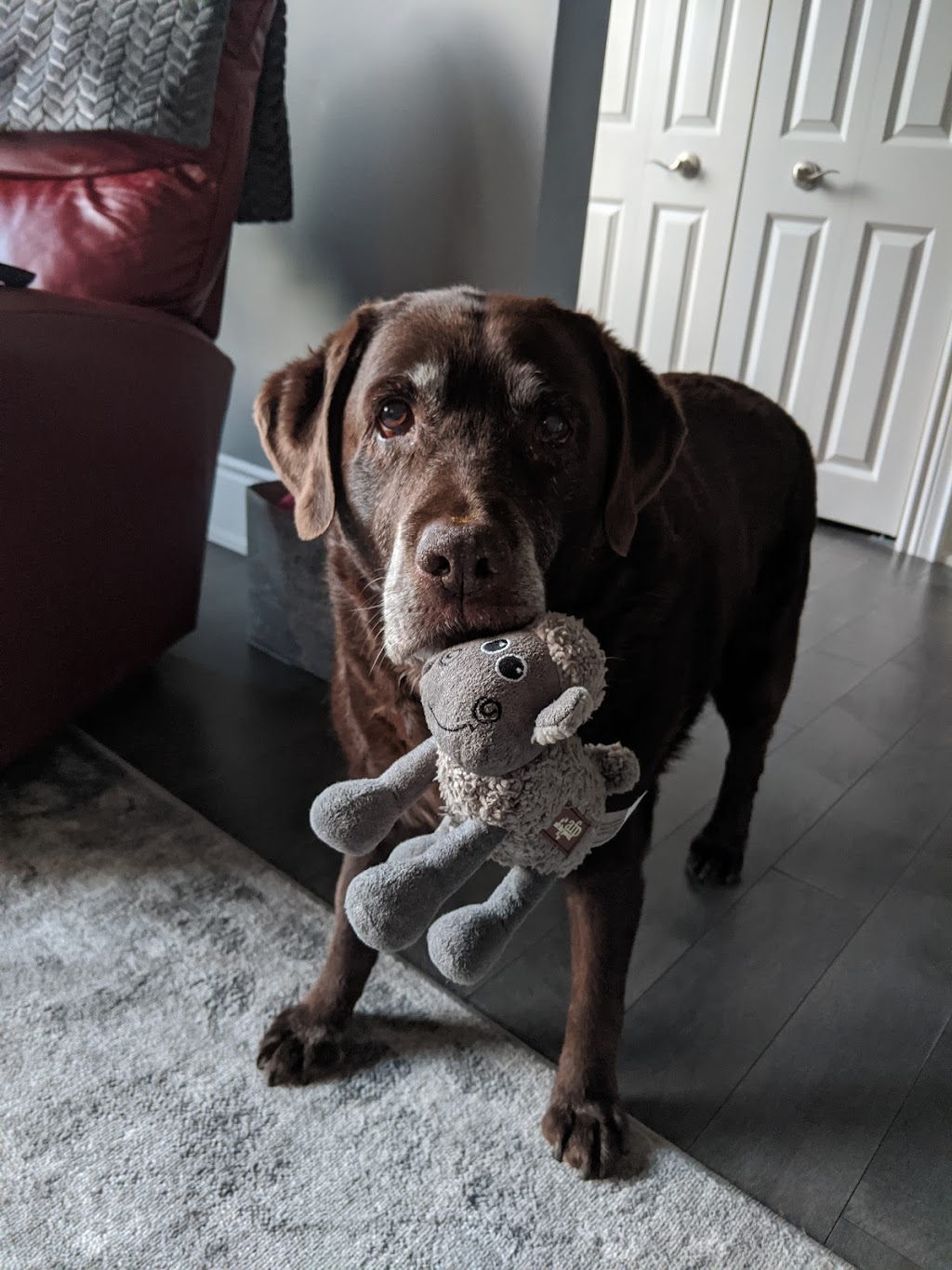 Round Trip Dog Walking & Pet Sitting | 293 Buckingham Dr, Stillwater Lake, NS B3Z 1G8, Canada | Phone: (902) 499-3595