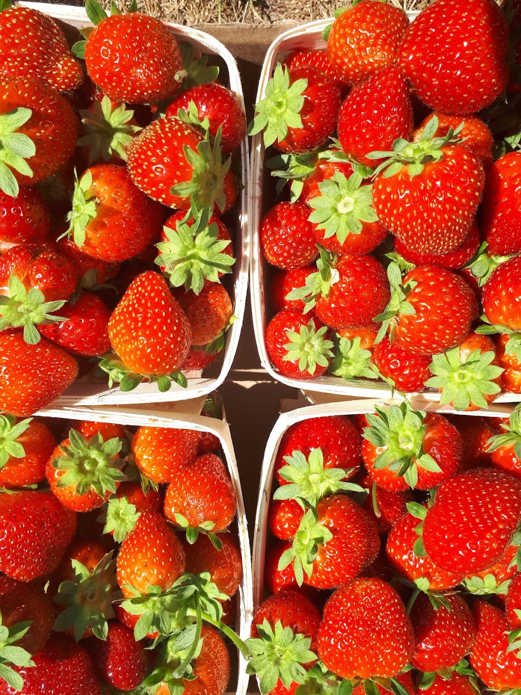 Lorés U-pick & Country Market | 5505 Upper Clyde Rd, Shelburne, NS B0T 1W0, Canada | Phone: (902) 875-2102