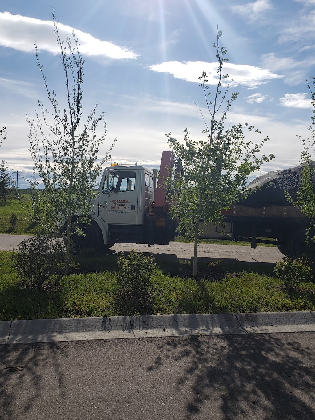 Vollmin Trees | 261043 Range Rd 24, Calgary, AB T3R 1E3, Canada | Phone: (403) 860-6957