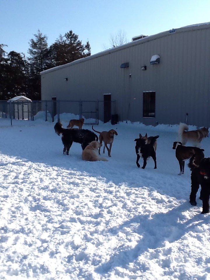 Loyalist Veterinary Hospital | 360 Bell Blvd, Belleville, ON K8P 5H8, Canada | Phone: (613) 966-2519