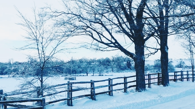 Cedar Split Rails - Fence & Design | 417208 10th Line, Thornbury, ON N0H 2P0, Canada | Phone: (647) 220-7261