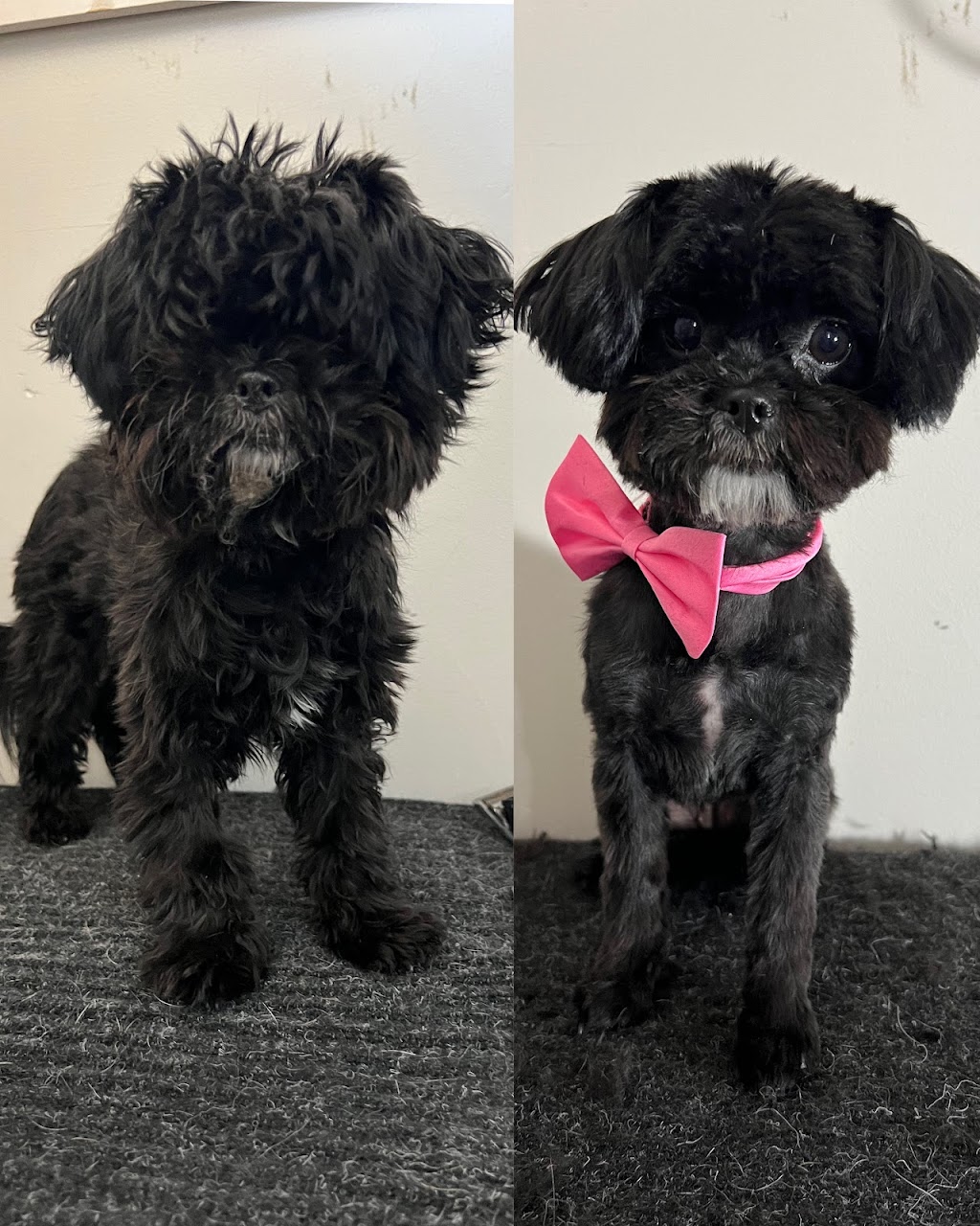 JonnaT Pet Grooming Style | 24 Wenlock Crescent, London, ON N6G 3B6, Canada | Phone: (226) 700-5360