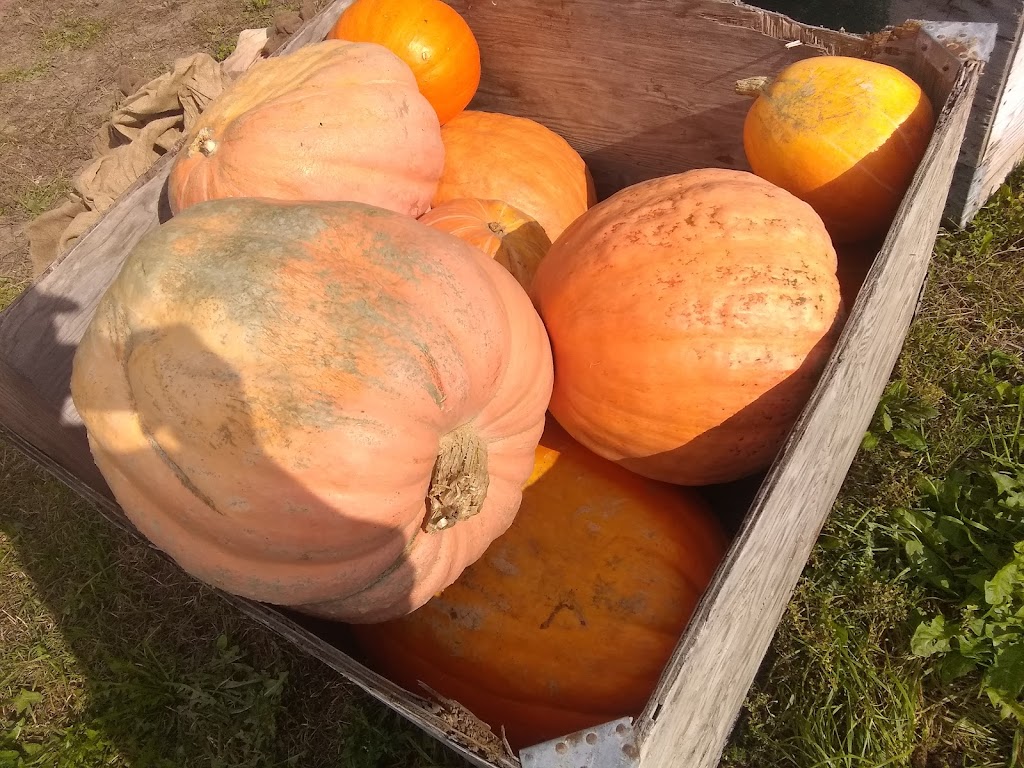 Kevin Farm | 445 Ballyduff Rd, Pontypool, ON L0A 1K0, Canada | Phone: (250) 415-7106