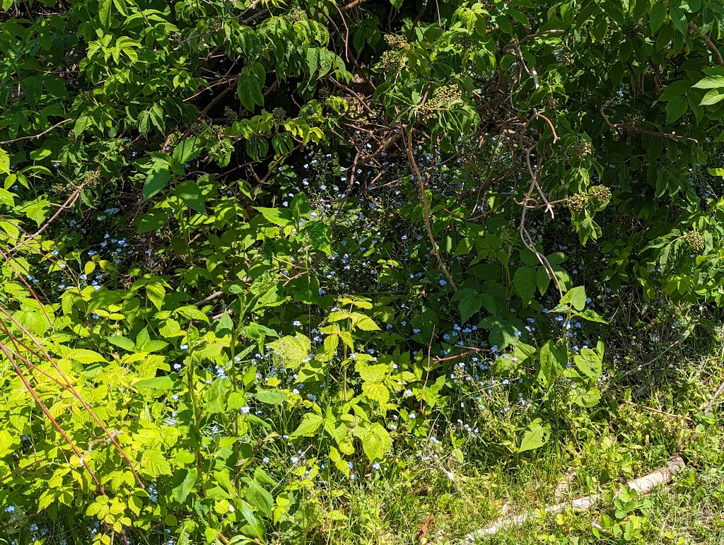 Cavendish Grove, Prince Edward Island National Park | 8780 PE-6, Cavendish, PE C0A 1M0, Canada | Phone: (902) 672-6350