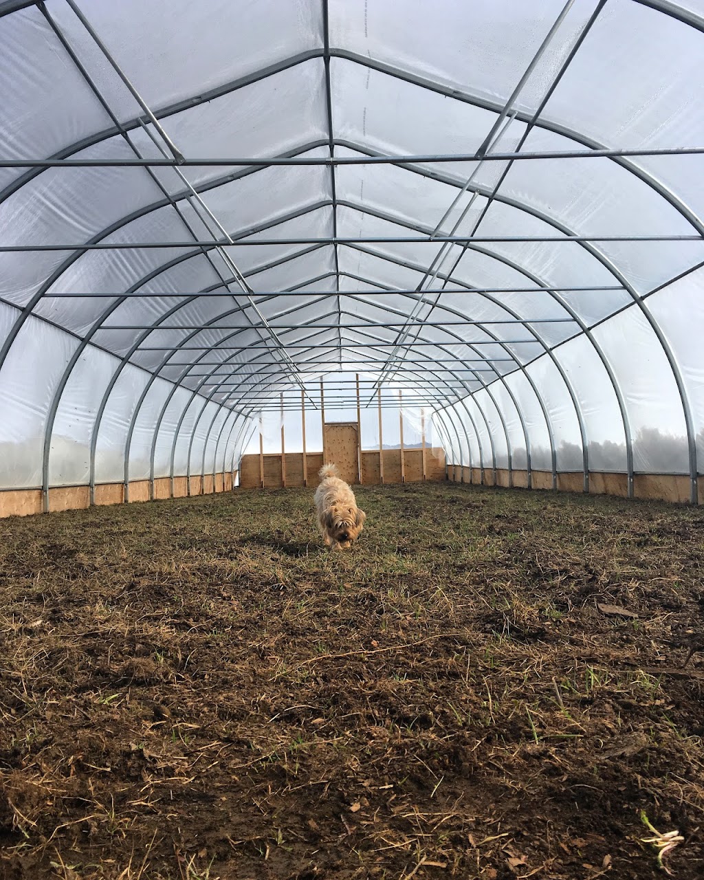 Foragers Farms | 3517 Rowe Rd, Cobourg, ON K9A 4J7, Canada | Phone: (905) 999-3243