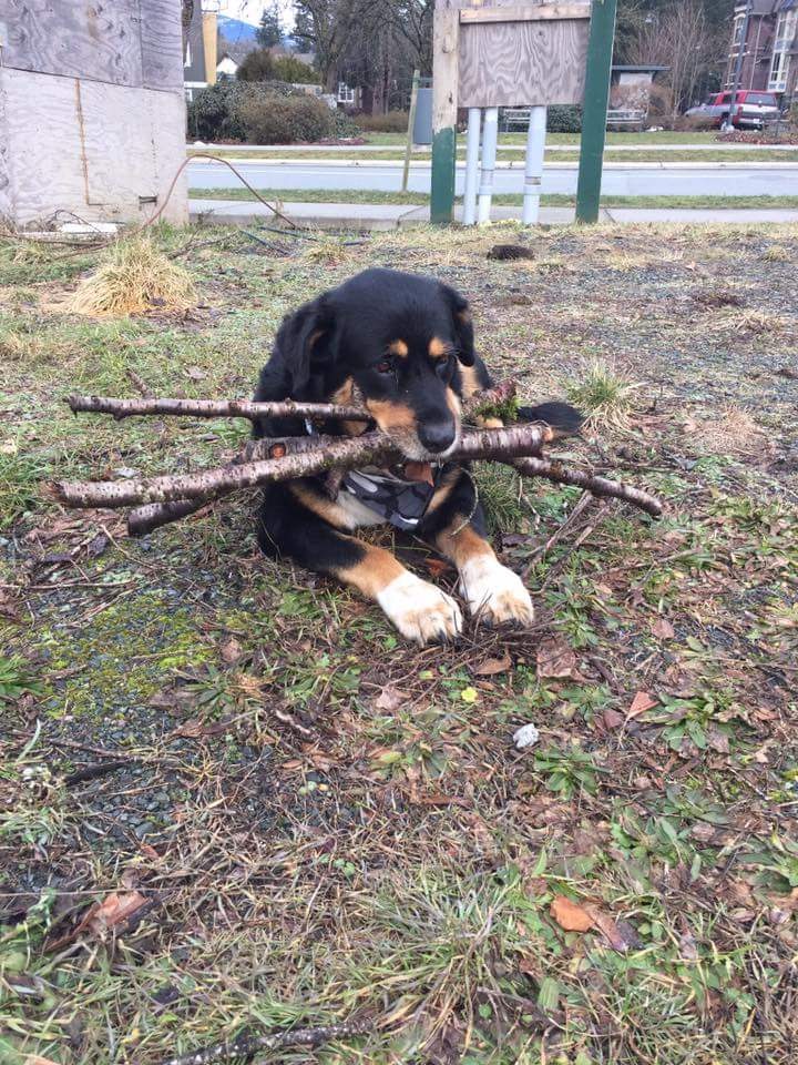 Kent Veterinary Clinic | 6948 Pioneer Ave, Agassiz, BC V0M 1A2, Canada | Phone: (604) 796-9401