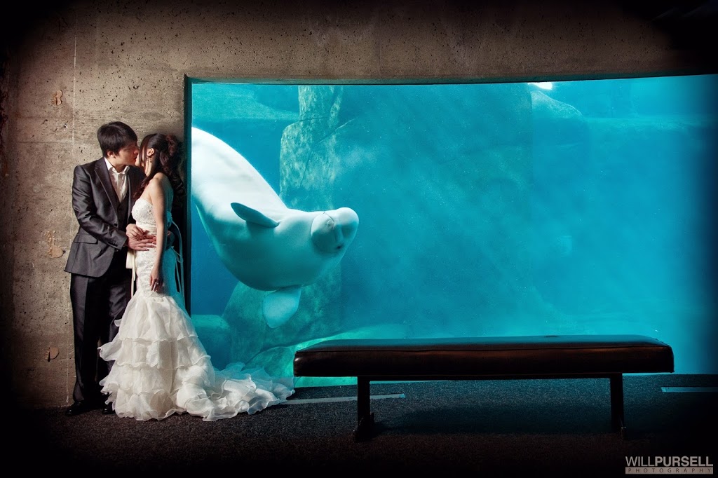 Will Pursell Photography | 7361 Halifax St, Burnaby, BC V5A 4H3, Canada | Phone: (778) 847-1989