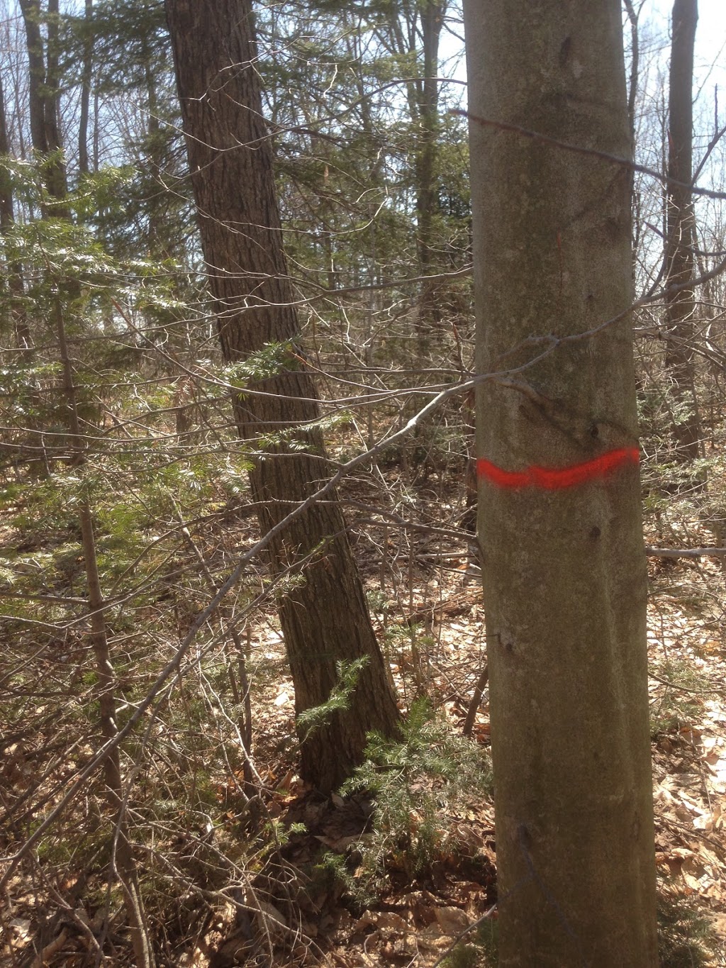 Jean-Luc Paquin Ingénieur forestier | 4970 Chemin du Lac, Saint-Gabriel-de-Brandon, QC J0K 2N0, Canada | Phone: (450) 898-1167