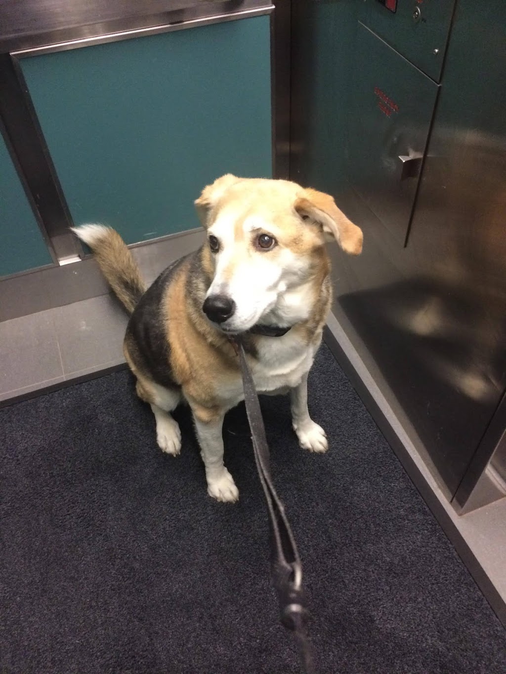 Smallpaws Bigpaws | 1180 Dorval Dr Unit 205, Oakville, ON L6M 3G1, Canada | Phone: (289) 259-9997
