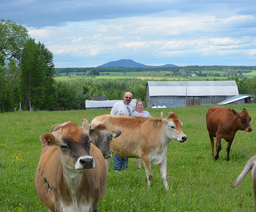 Ferme lait sangliers des bois | 1G0, 144 Rang 2 et 3, Wotton, Quebec, QC J0A 1N0, Canada | Phone: (819) 828-2886