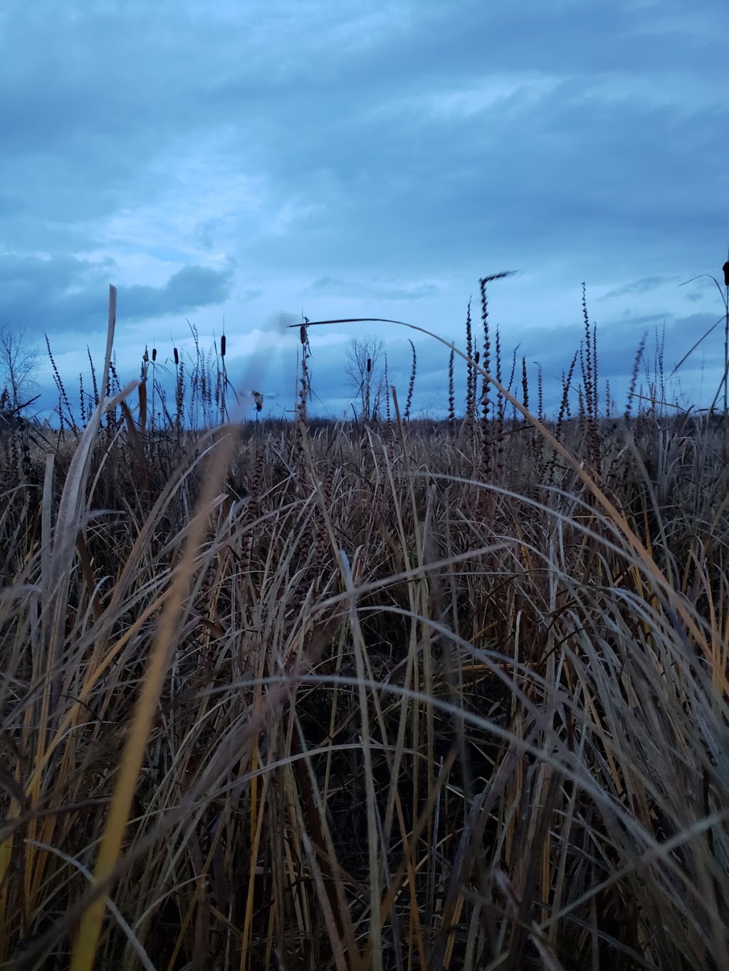 Wellington Point Park | 3653 River Rd W, Delta, BC V4K 3N2, Canada