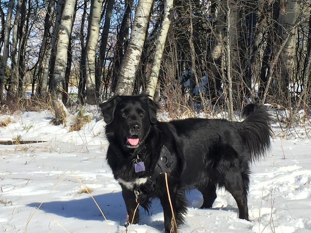Escape to the Country Dog & Cat Boarding Kennels | Range Road 21, Okotoks, AB T1S 1A1, Canada | Phone: (403) 618-0760