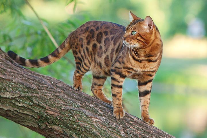 Manotick Cat Boarding | S Island Park Dr, Ottawa, ON K4M 1J2, Canada | Phone: (613) 807-7597
