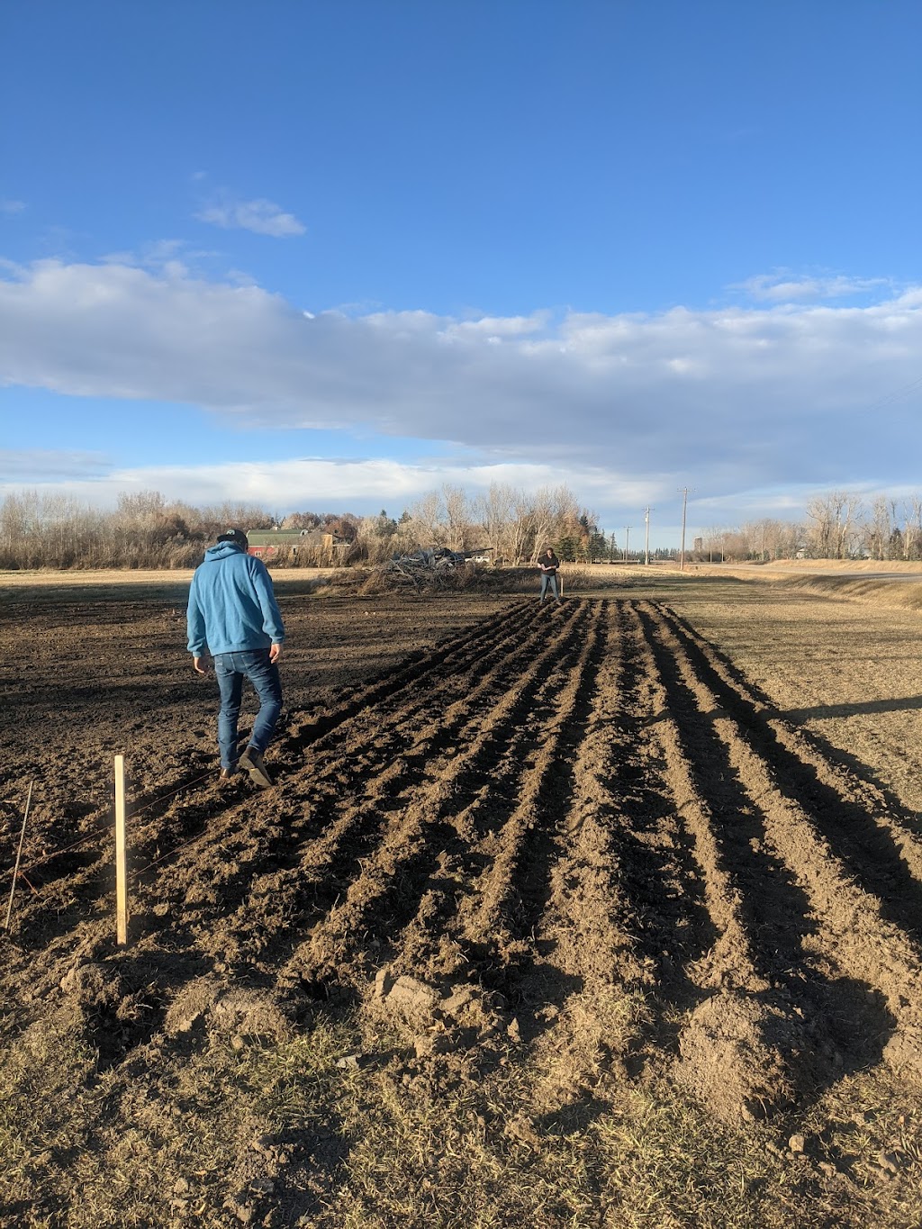 DeGraaf Garlic | 92028 Range Rd 205, Lethbridge County, AB T1J 5R1, Canada | Phone: (403) 382-1042