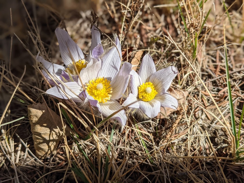 J.J. Collett Natural Area | RR 4, Lacombe County, AB T4L 2N4, Canada | Phone: (403) 782-1178