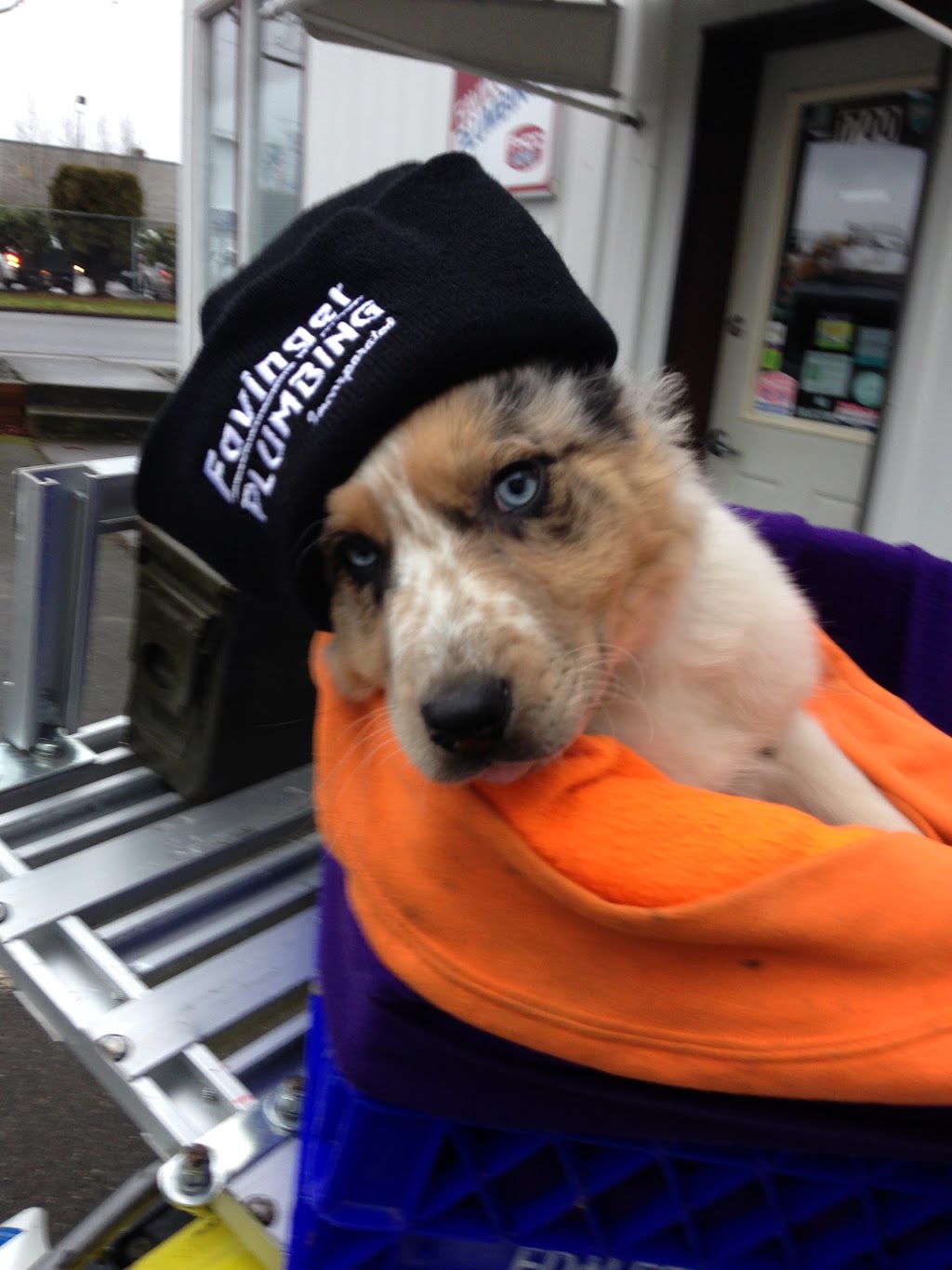Favinger Plumbing | 2034 Franklin St, Bellingham, WA 98225, USA | Phone: (360) 676-1774