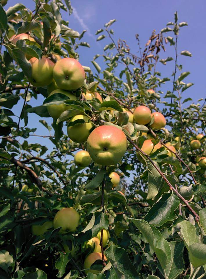 Melegs Lakeview Orchard & Cider Mill | 166 Arner Townline, Kingsville, ON N9Y 2E6, Canada | Phone: (519) 733-4857