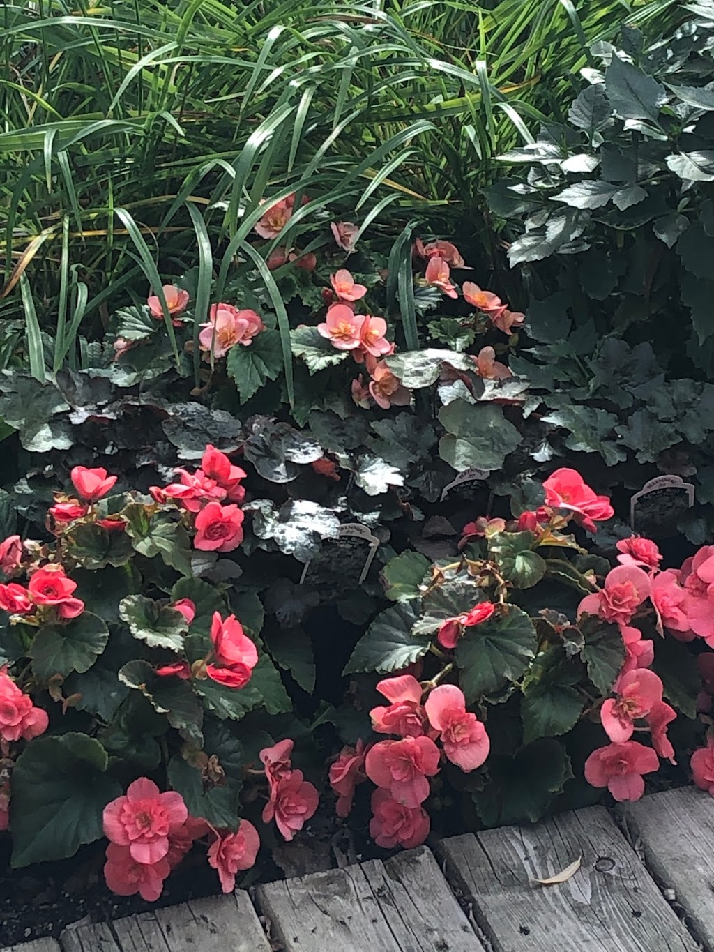 Marlenes Green Impressions Greenhouse | 233 Oakenwald Crescent, Mitchell, MB R5G 1J3, Canada | Phone: (204) 371-0153