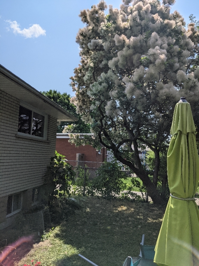Ascents Tree Service | 8914 Adjala 10 Sideroad, Palgrave, ON L0N 1P0, Canada | Phone: (226) 500-5206