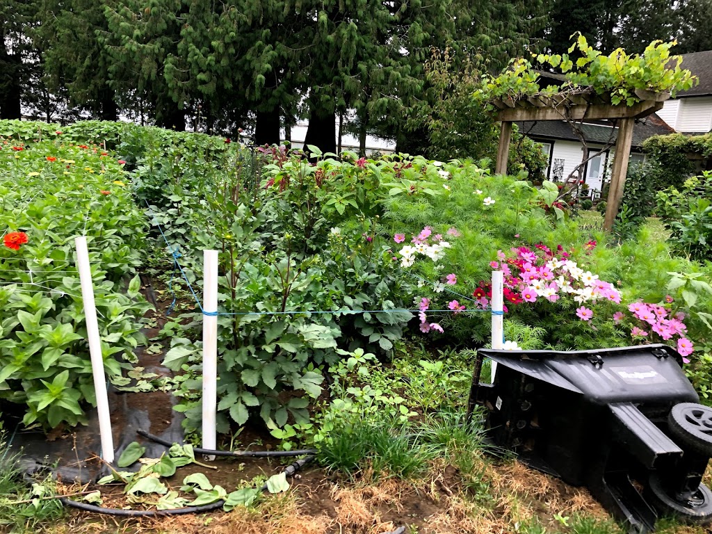 Willems Berry Farm | 33736 Vye Rd, Abbotsford, BC V2S 8A9, Canada | Phone: (604) 864-1149