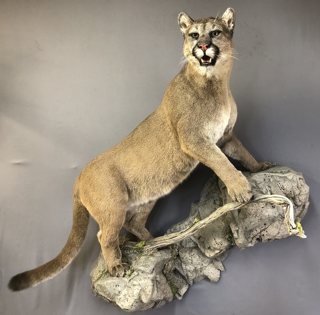 Extreme Taxidermy | 10379 109 Ave, Westlock, AB T7P 1G8, Canada | Phone: (780) 349-5412
