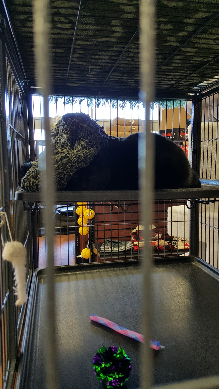 Pet Valu | 15 Sage Hill Plaza NW, Calgary, AB T3R 0S4, Canada | Phone: (587) 755-2252