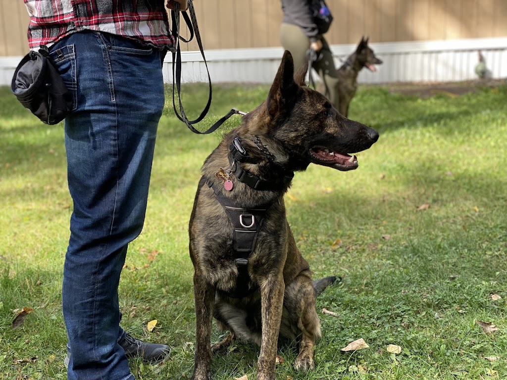 Paws Unleashed AB | 45076 AB-11, Condor, AB T0M 0P0, Canada | Phone: (403) 304-9738