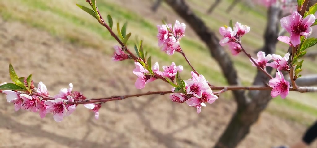 Lakelee Orchards | 4452 Thirteenth St, Jordan Station, ON L0R 1S0, Canada | Phone: (905) 562-4850