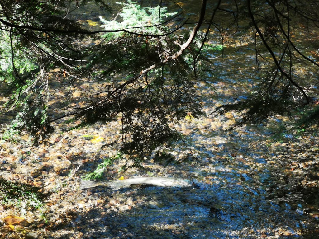 Hoy Creek Linear Park - Coquitlam, BC V3B 7C6, Canada