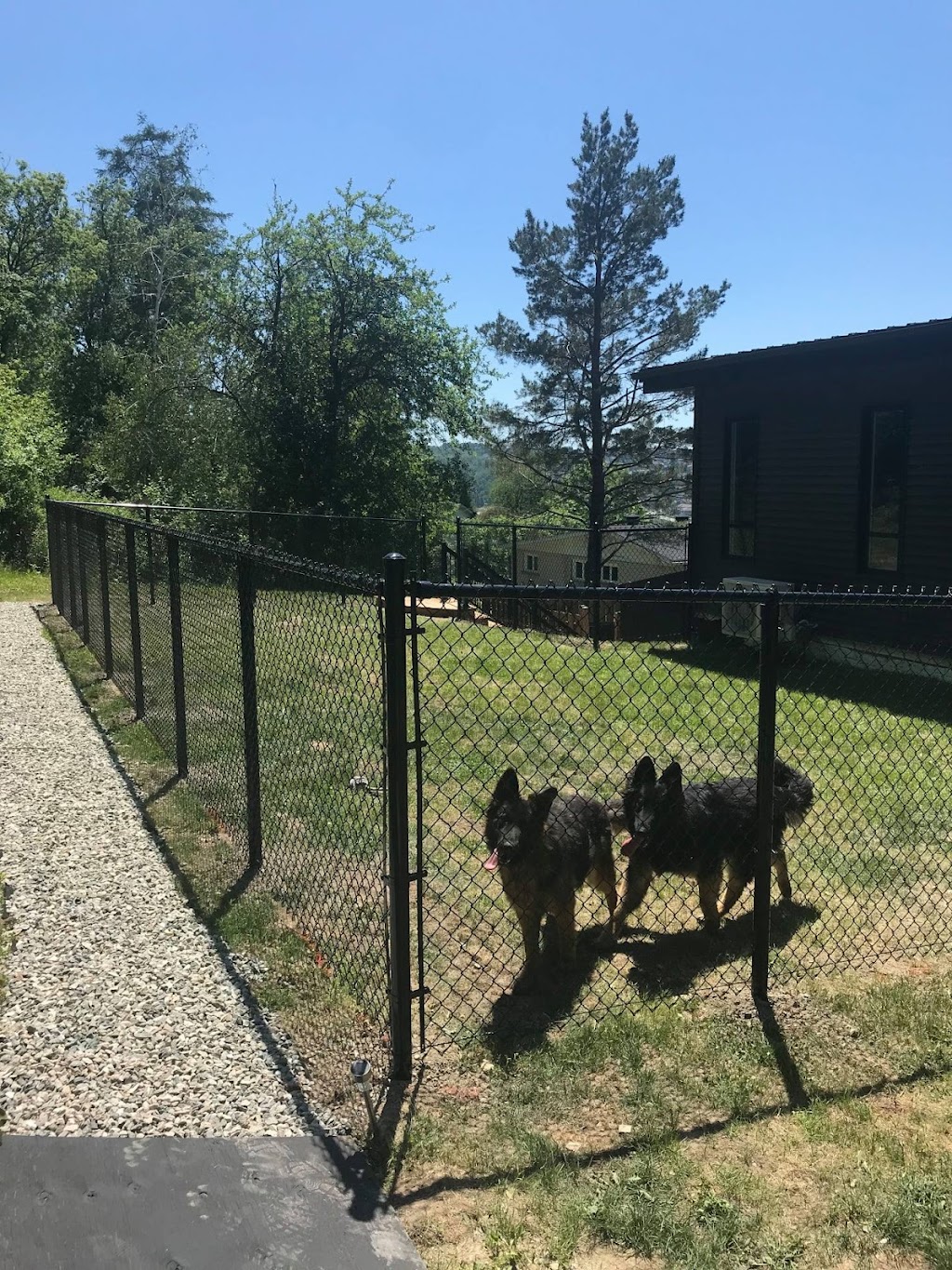 Élevage Berger Allemand Le Wolf | 885 QC-212, Cookshire-Eaton, QC J0B 1M0, Canada | Phone: (819) 620-8899