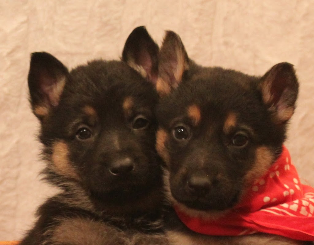 Narrow Lakes German Shepherds | R.R.#1, Richard, SK S0M 2P0, Canada | Phone: (306) 480-8017