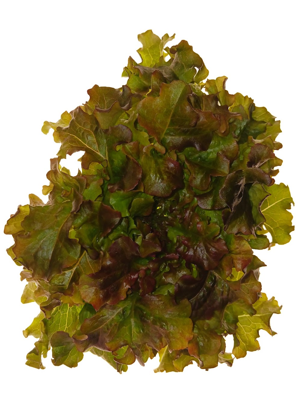Crow Grown Microgreens | 6715 Hunterview Dr NW, Calgary, AB T2K 5C8, Canada | Phone: (403) 966-7934