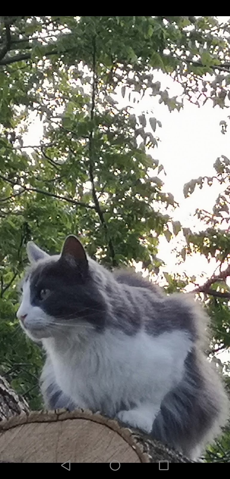 Upper Credit Humane Society | 5383 Trafalgar Rd, Erin, ON N0B 1T0, Canada | Phone: (519) 833-2287