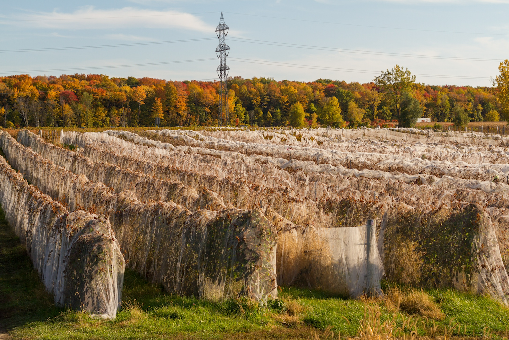 Vignoble de Pomone inc. | 144 Chemin De La Rivière Délisle S, Coteau-du-Lac, QC J0P 1B0, Canada | Phone: (514) 929-3166