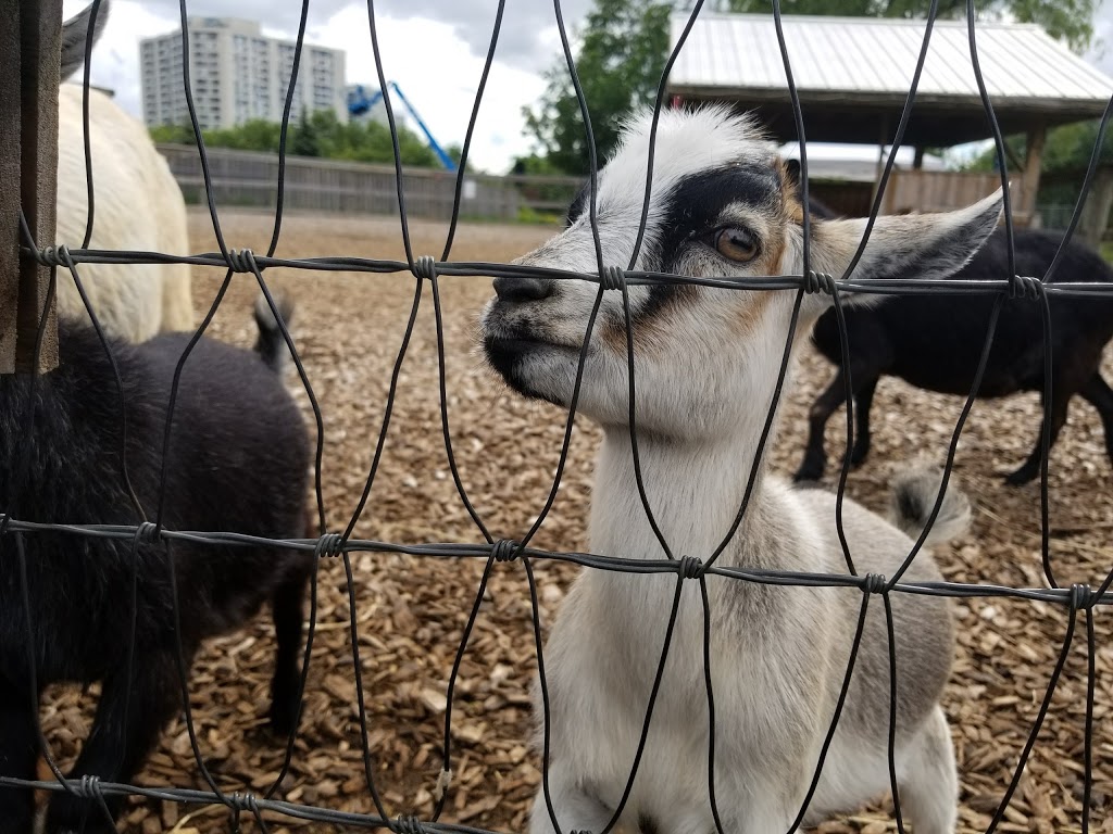 Chinguacousy Park Petting Zoo - 9050 Bramalea Road Central Park Drive ...