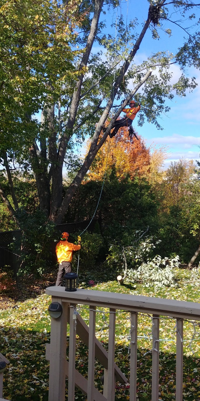 Lakeside Tree Experts | 560 Anne St N, Springwater, ON L9X 0V6, Canada | Phone: (705) 722-4800