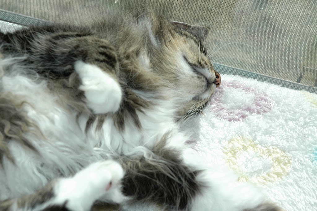 Lands End Cat Resort | 1434 Laurel Rd, North Saanich, BC V8L 5K8, Canada | Phone: (250) 656-1999