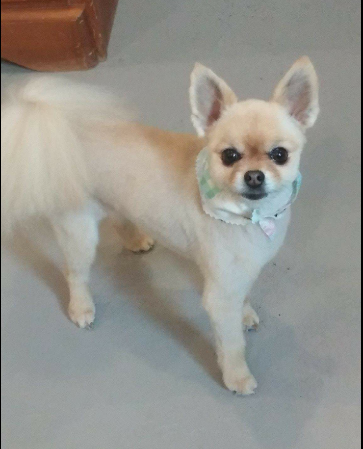 ACTIVE PET GROOMING | 255 Dundas St, Woodstock, ON N4S 1A9, Canada | Phone: (519) 421-1336