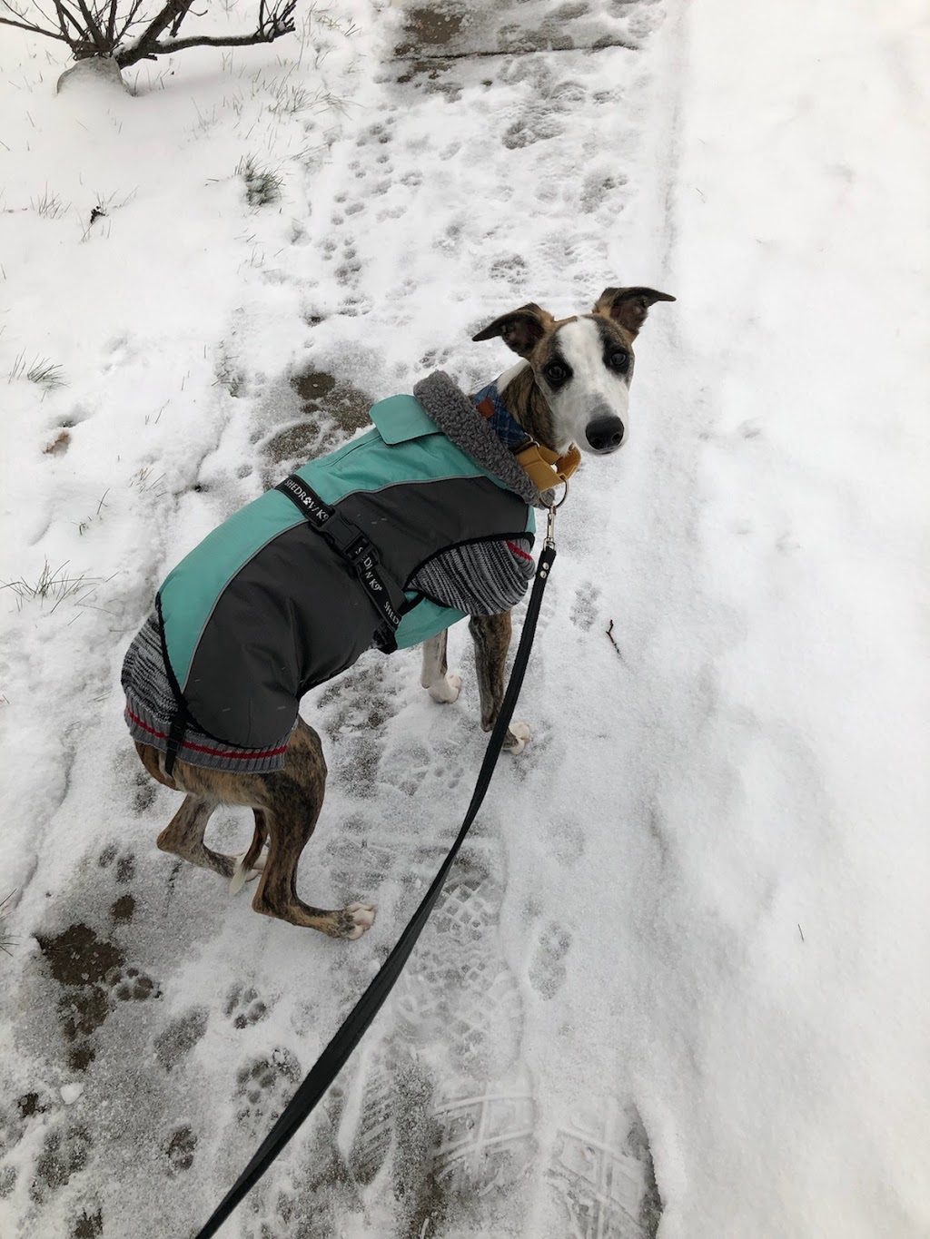 Lisa’s pet care | Rosslinn Rd, Cambridge, ON N1S 3K1, Canada | Phone: (519) 716-6902
