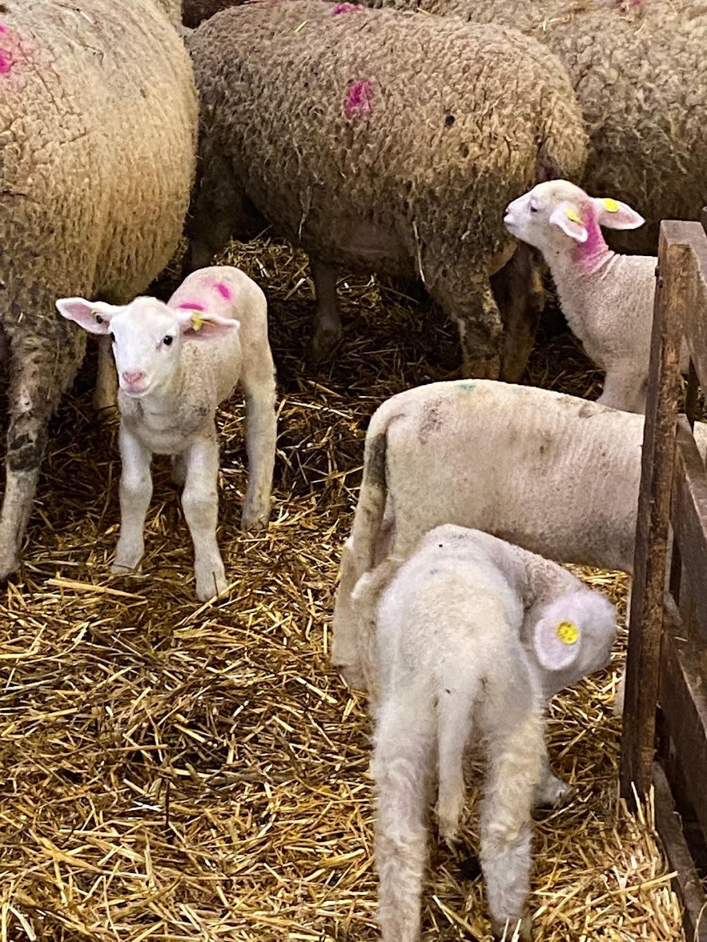 Ferme GIJAMIKA | 214 Rang de lEmbarras, Kamouraska, QC G0L 1M0, Canada | Phone: (418) 492-5304