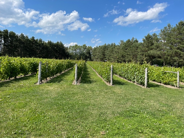 Vignoble Morou | 238 Chem. Louis Cyr, Napierville, QC J0J 1L0, Canada | Phone: (450) 245-7569