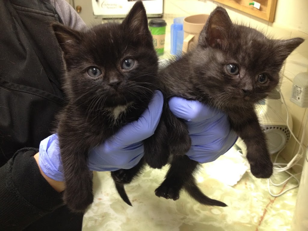 Winnipeg Animal Emergency Hospital | 400 Pembina Hwy, Winnipeg, MB R3L 2E7, Canada | Phone: (204) 452-9427