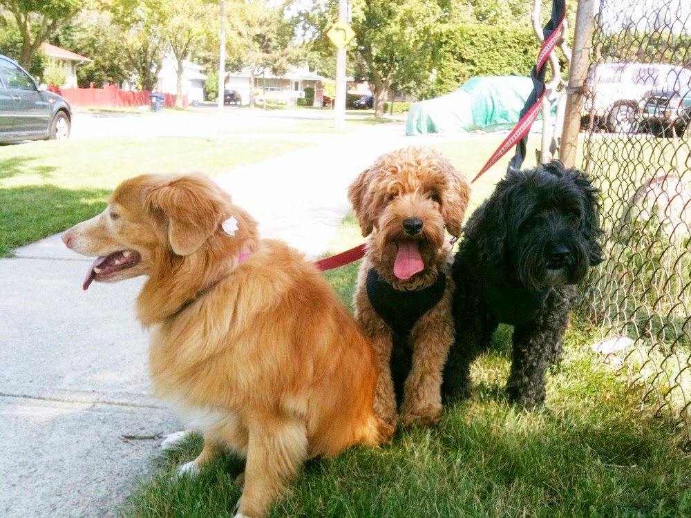 Rain Or Shine Dog Walking | 30 Gladsmore Crescent, Etobicoke, ON M9W 3Y9, Canada | Phone: (647) 218-1700