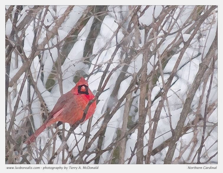luxBorealis - photographs by Terry A. McDonald | 79 Vanier Dr, Guelph, ON N1G 2K9, Canada | Phone: (519) 265-4151